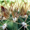 Acanthocalycium _spiniflorum 'violaceum'  P110a _02